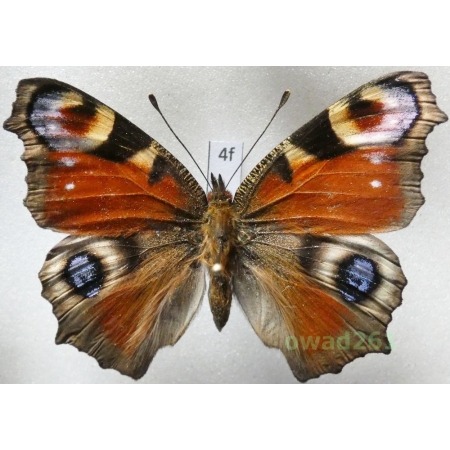 Aglais io (Linnaeus, 1758) Poland4f
